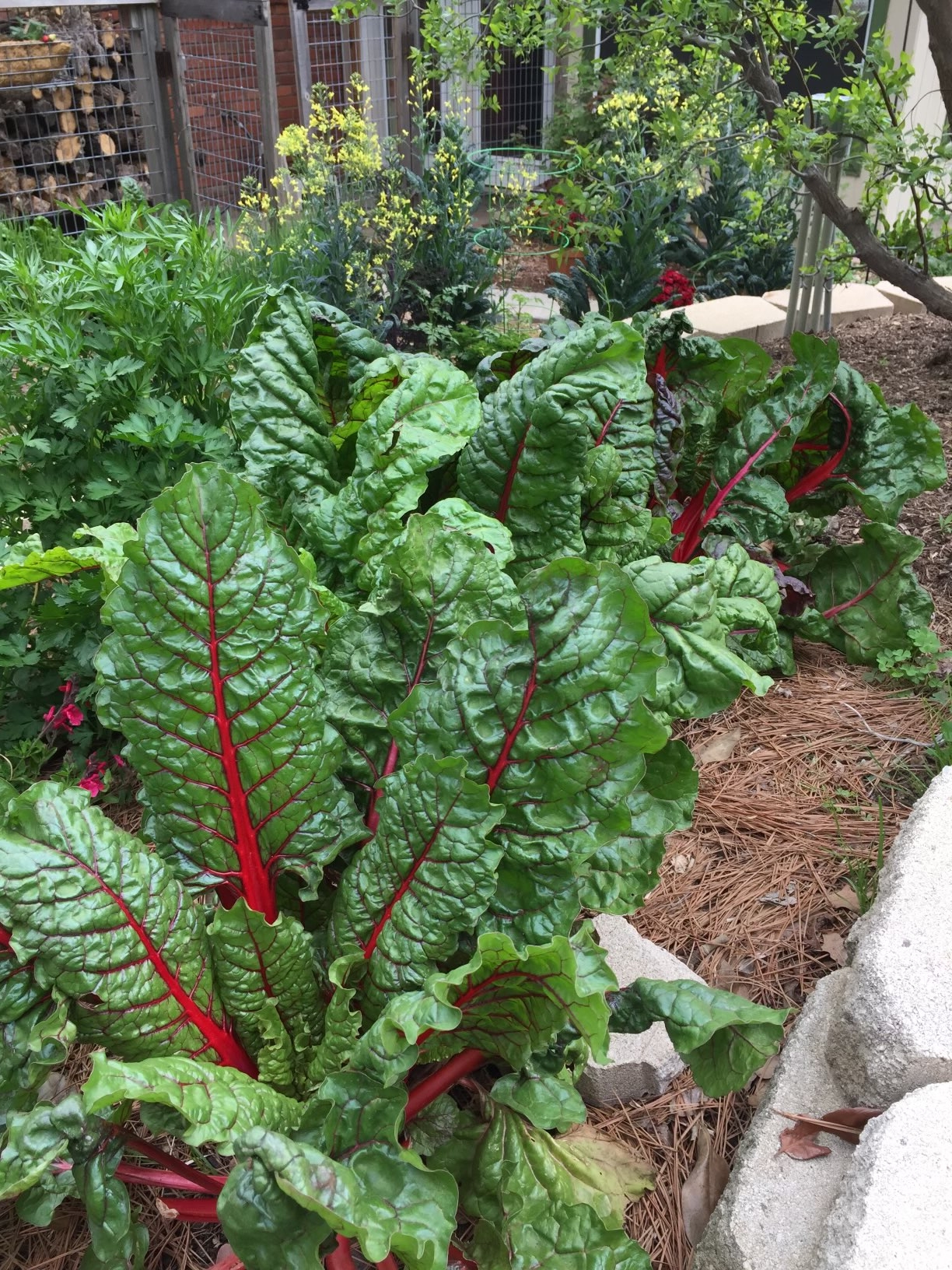 Swiss Chard